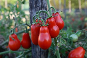 pomodoro di Corbara